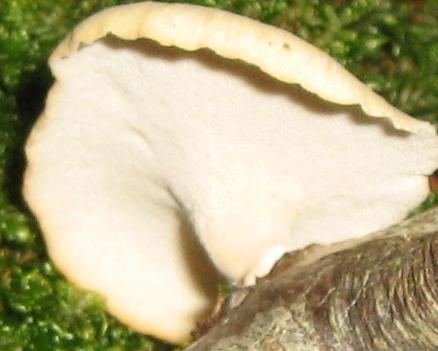 Escursione a Limestre e funghi da identificare